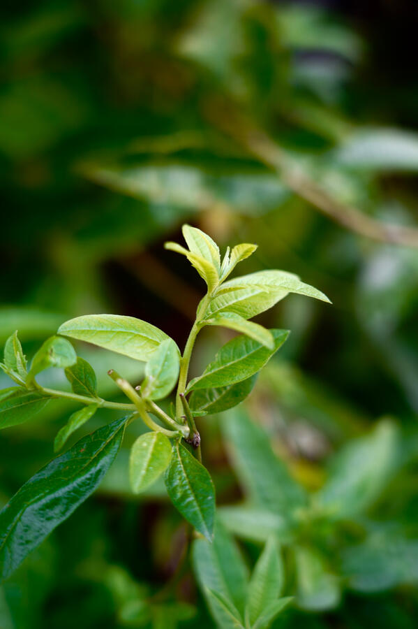 Garden Photo 3