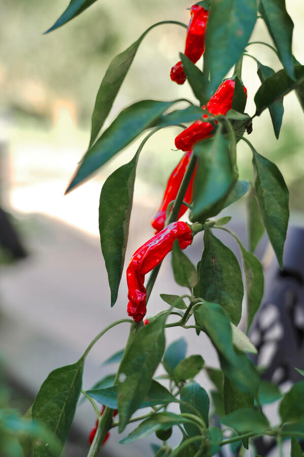 Garden Photo 2